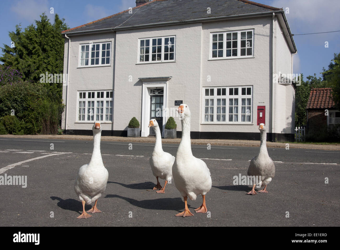Domestic Goose, four adults, walking on road beside 'The Old Post Office' building, Stanhoe, Norfolk, England, July Stock Photo