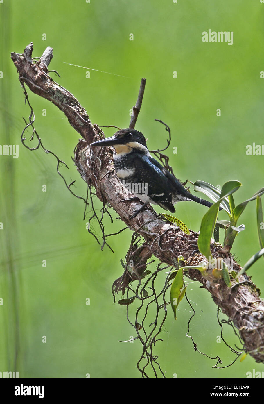 Green Kingfisher (Chloroceryle americana septentrionalis) adult female, perched on branch, Summit Pond, Panama, November Stock Photo