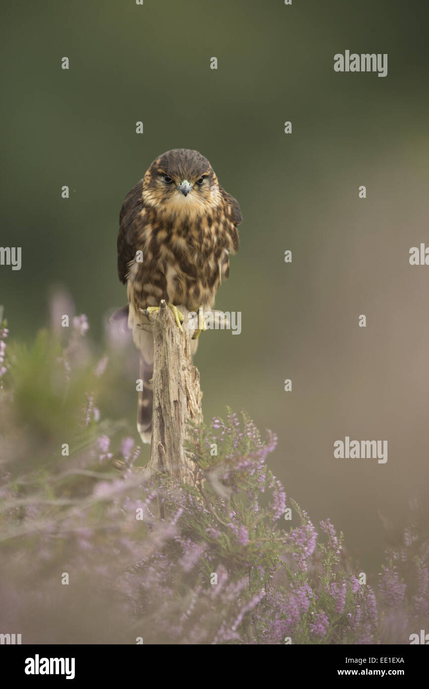 Merlin birds falcons juvenile hi-res stock photography and images - Alamy