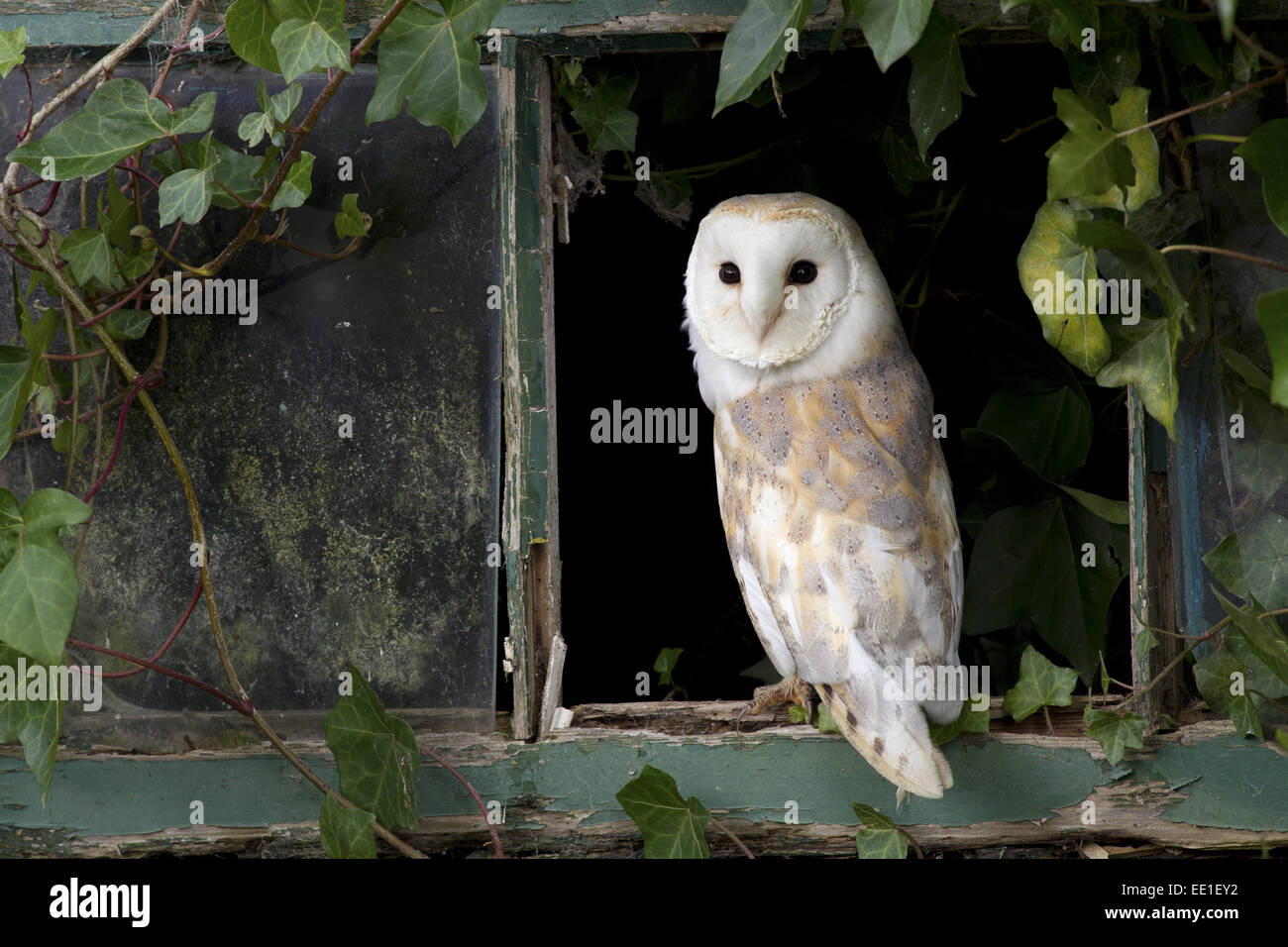 Barn Owl (Tyto alba) adult, standing at ivy clad window, Berwickshire, Scottish Borders, Scotland, October (captive) Stock Photo