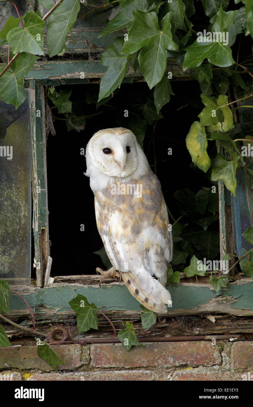 Barn Owl (Tyto alba) adult, standing at ivy clad window, Berwickshire, Scottish Borders, Scotland, October (captive) Stock Photo