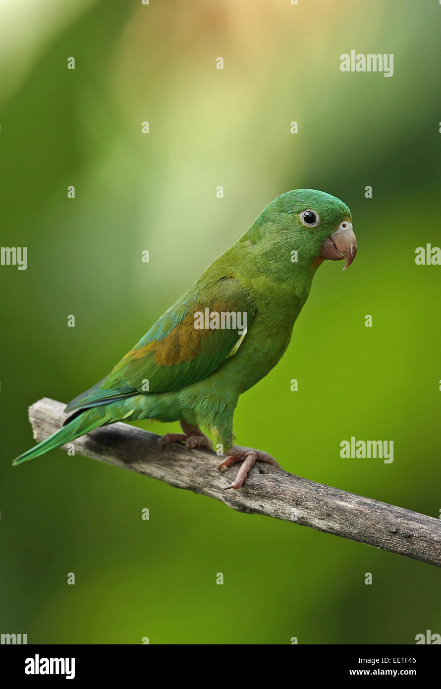 Orange-chinned Parakeet (Brotogeris jugularis jugularis) adult, perched on branch, Panama, November Stock Photo