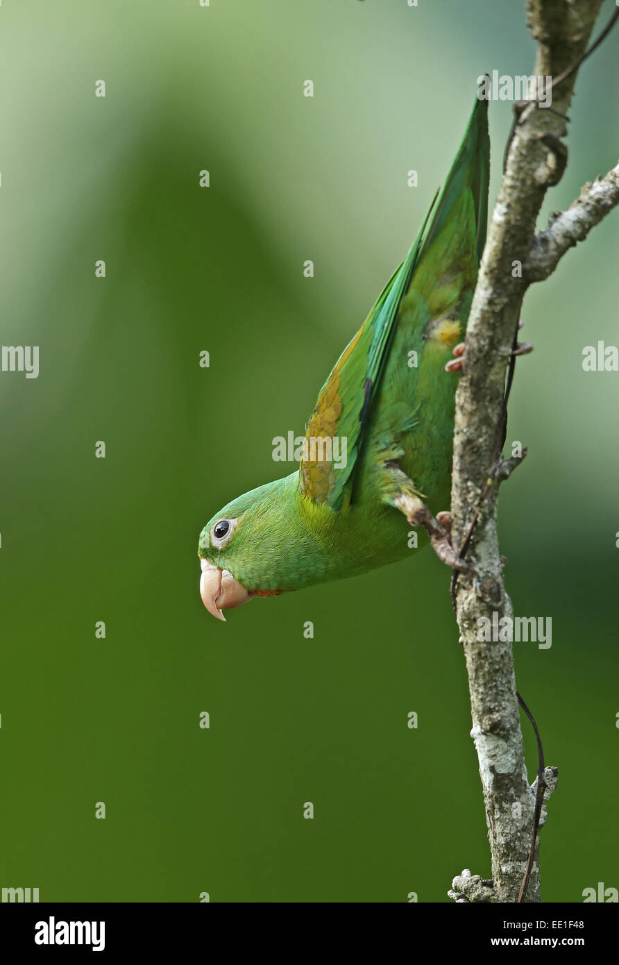 Orange-chinned Parakeet (Brotogeris jugularis jugularis) adult, climbing down branch, Panama, November Stock Photo