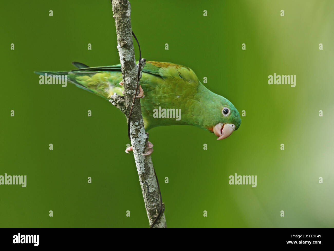 Orange-chinned Parakeet (Brotogeris jugularis jugularis) adult, climbing down branch, Panama, November Stock Photo