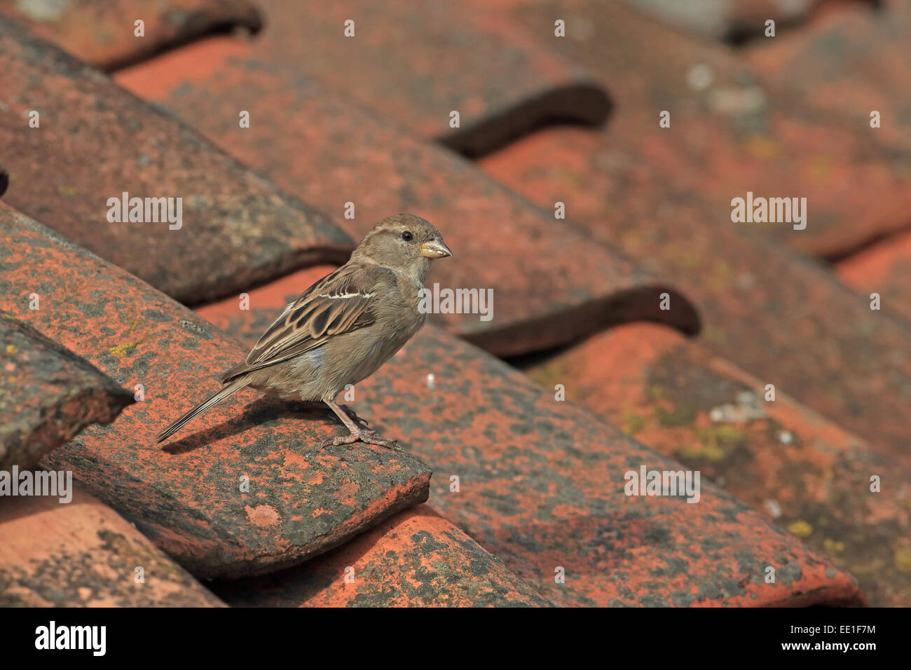 House Sparrow (Passer domesticus) adult female, standing on tiled roof, Norfolk, England, August Stock Photo