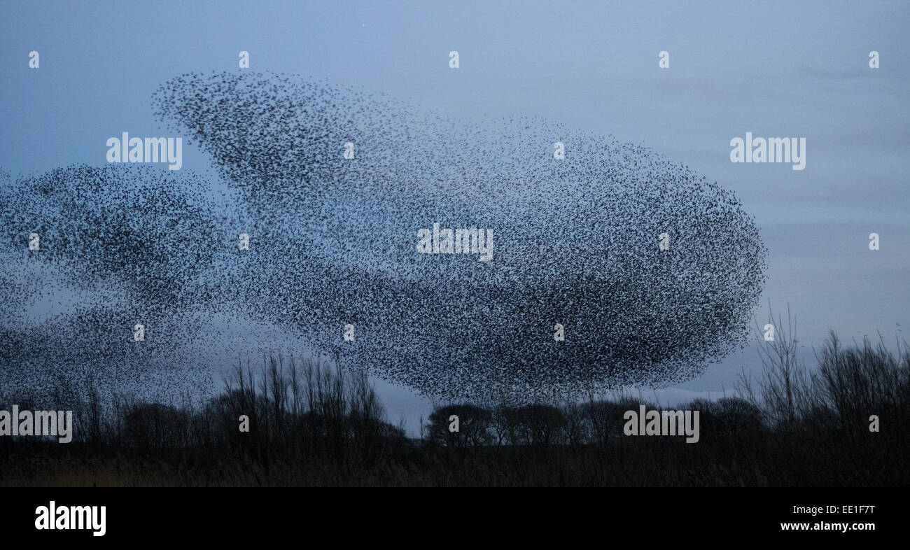 Common Starling (Sturnus vulgaris) flock, in roosting flight at dusk, Derbyshire, England, February Stock Photo