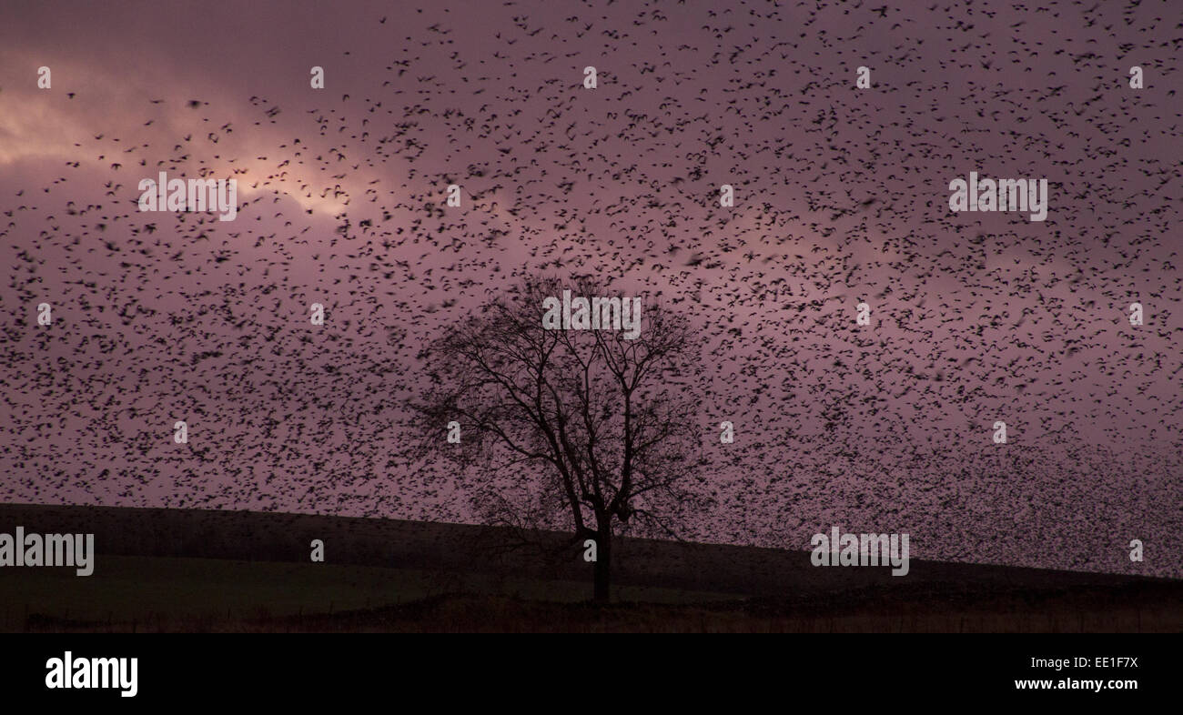 Common Starling (Sturnus vulgaris) flock, in roosting flight at sunset, Derbyshire, England, December Stock Photo