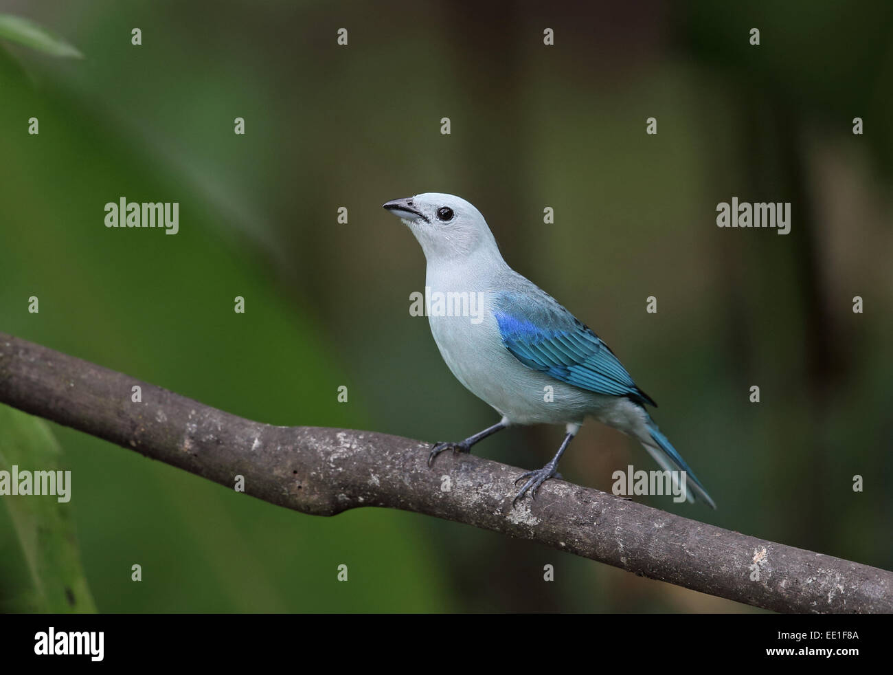 Blue-grey Tanager (Thraupis episcopus cana) adult, perched on twig, Canopy Lodge, El Valle, Panama, October Stock Photo