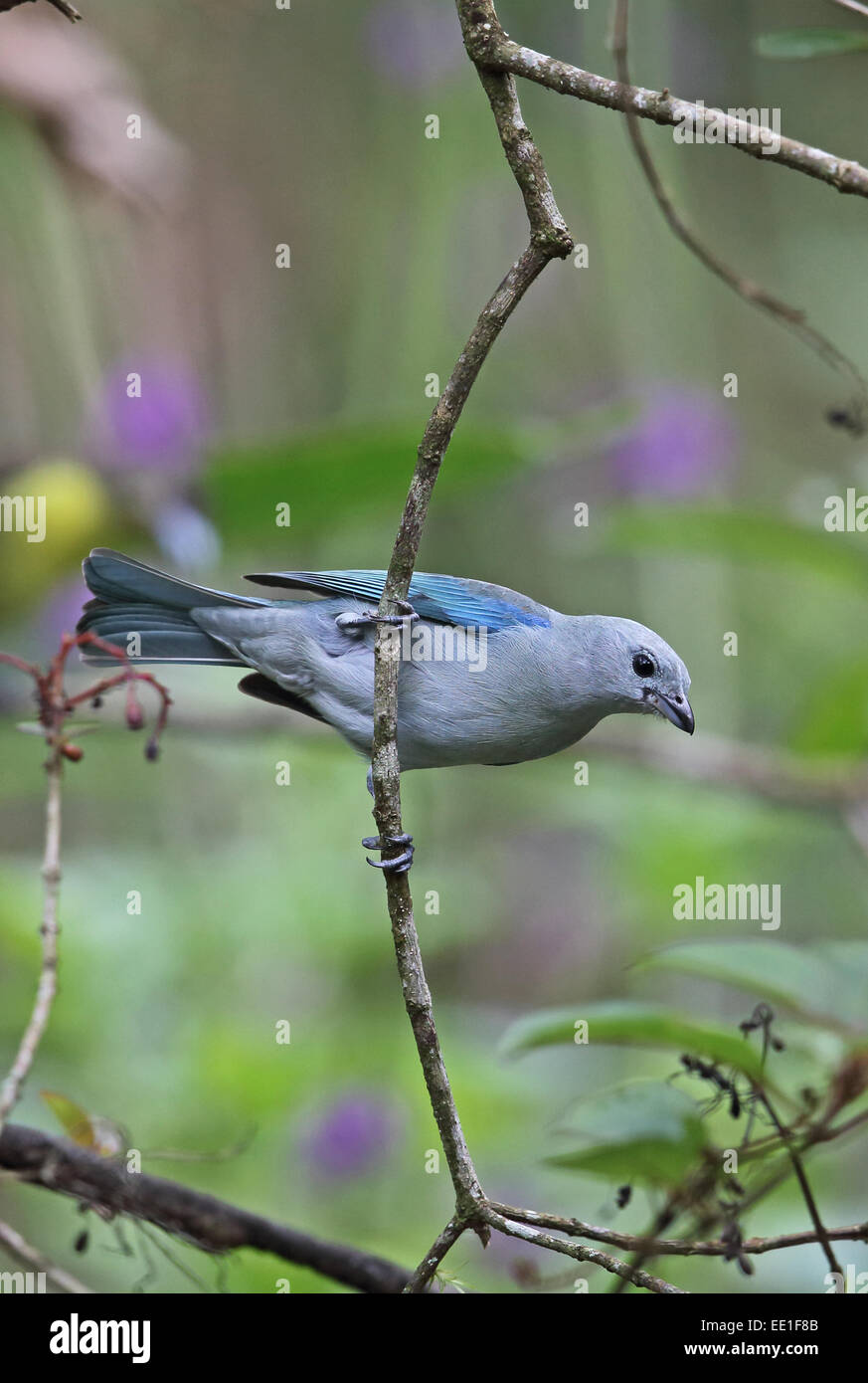 Blue-grey Tanager (Thraupis episcopus cana) adult, clinging to twig, Canopy Lodge, El Valle, Panama, October Stock Photo