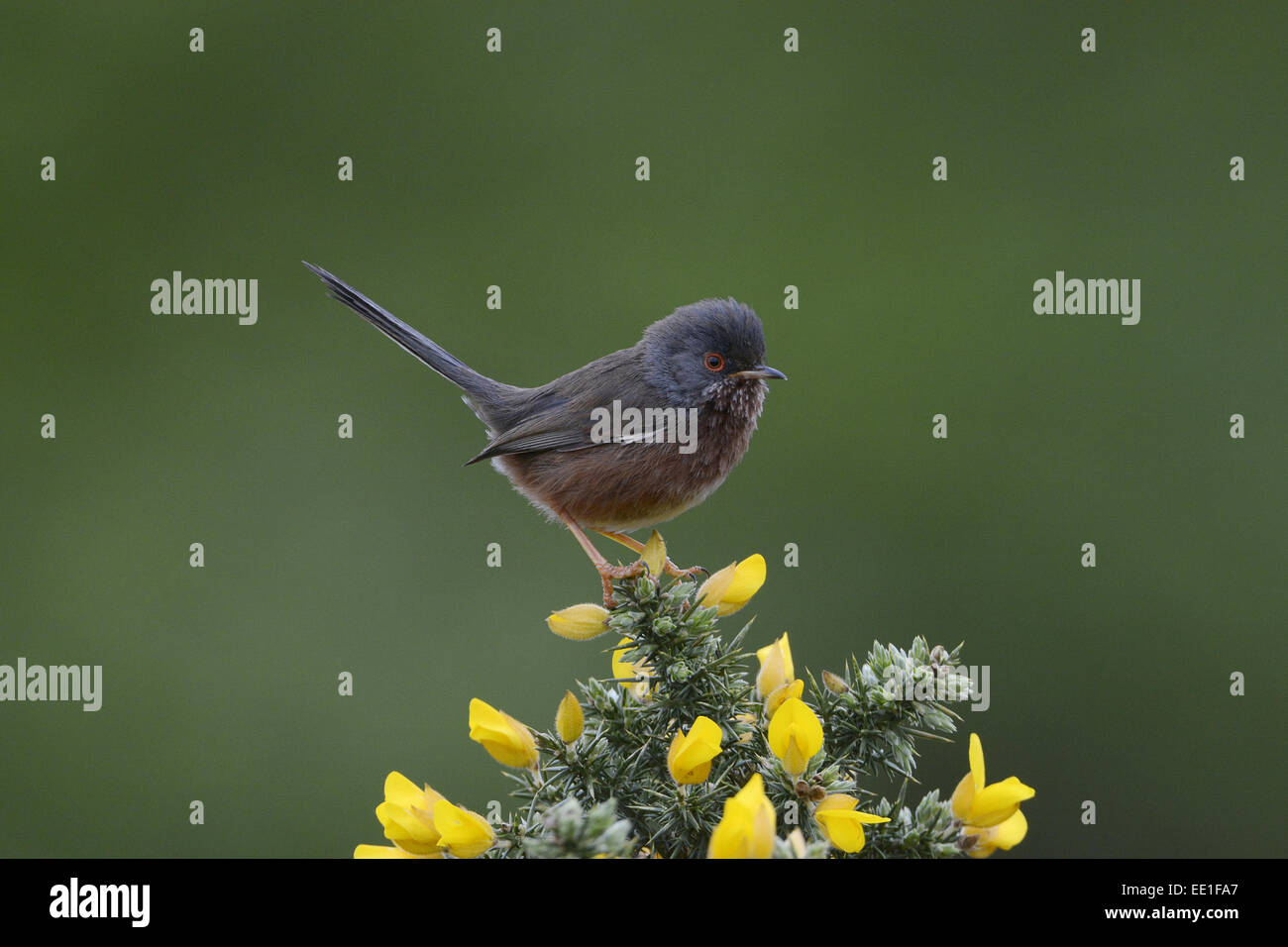 Dartford Warbler (Sylvia undata) adult male, spring plumage, with tail cocked, perched on flowering gorse, Norfolk, England, May Stock Photo
