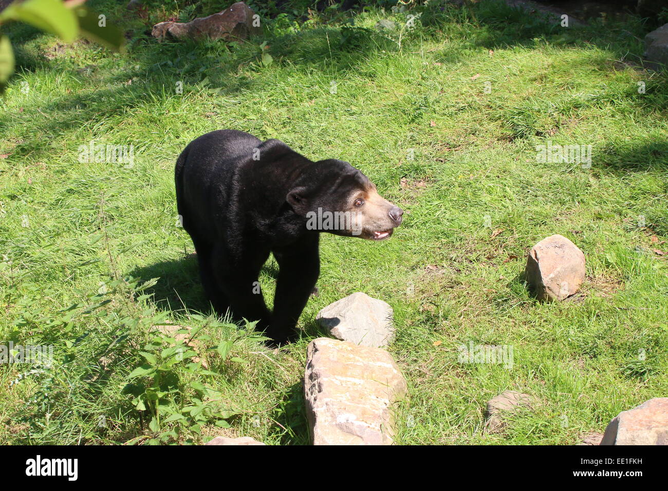 Southeast Asian Sun bear or Honey Bear (Helarctos malayanus) walking on the ground Stock Photo