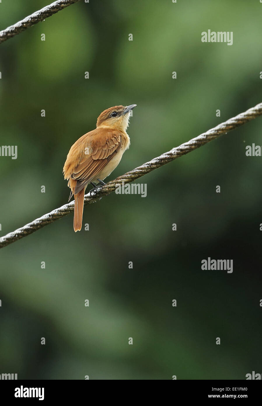 Cinnamon Becard (Pachyramphus cinnamomeus cinnamomeus) adult, perched on powerline, Chagres River, Panama, October Stock Photo