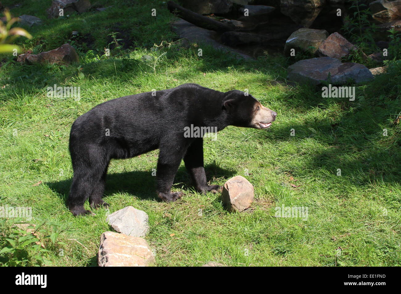 Southeast Asian Sun bear or Honey Bear (Helarctos malayanus) turning over rocks, looking for food Stock Photo