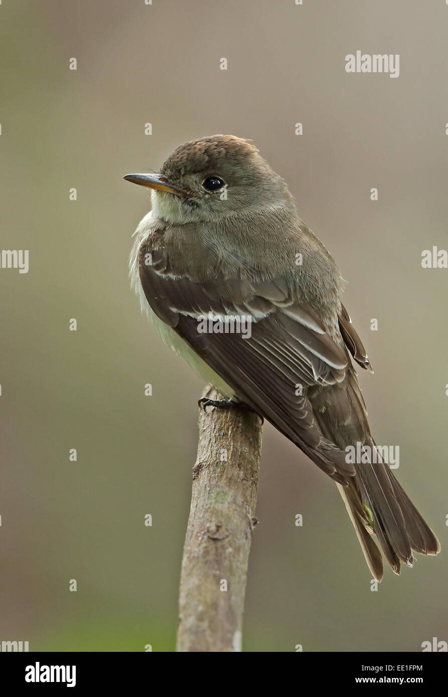 Eastern Wood-pewee (Contopus virens) adult, perched on twig, El Valle, Panama, October Stock Photo