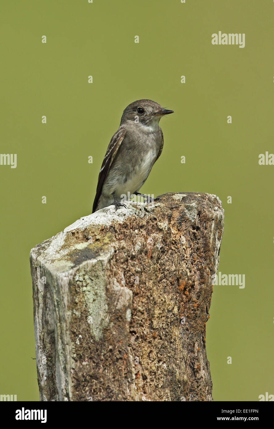 Eastern Wood-pewee (Contopus virens) adult, perched on fencepost, El Valle, Panama, October Stock Photo