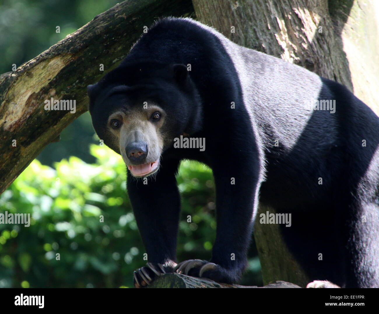 Southeast Asian Sun bear or Honey Bear (Helarctos malayanus) Stock Photo