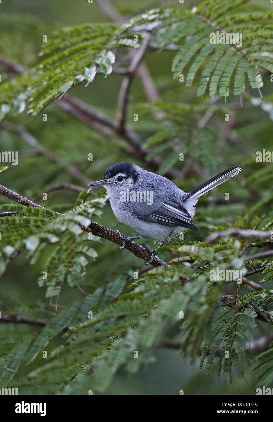 Tropical Gnatcatcher (Polioptila plumbea superciliaris) adult male, perched on twig, Canopy Lodge, Panama, October Stock Photo