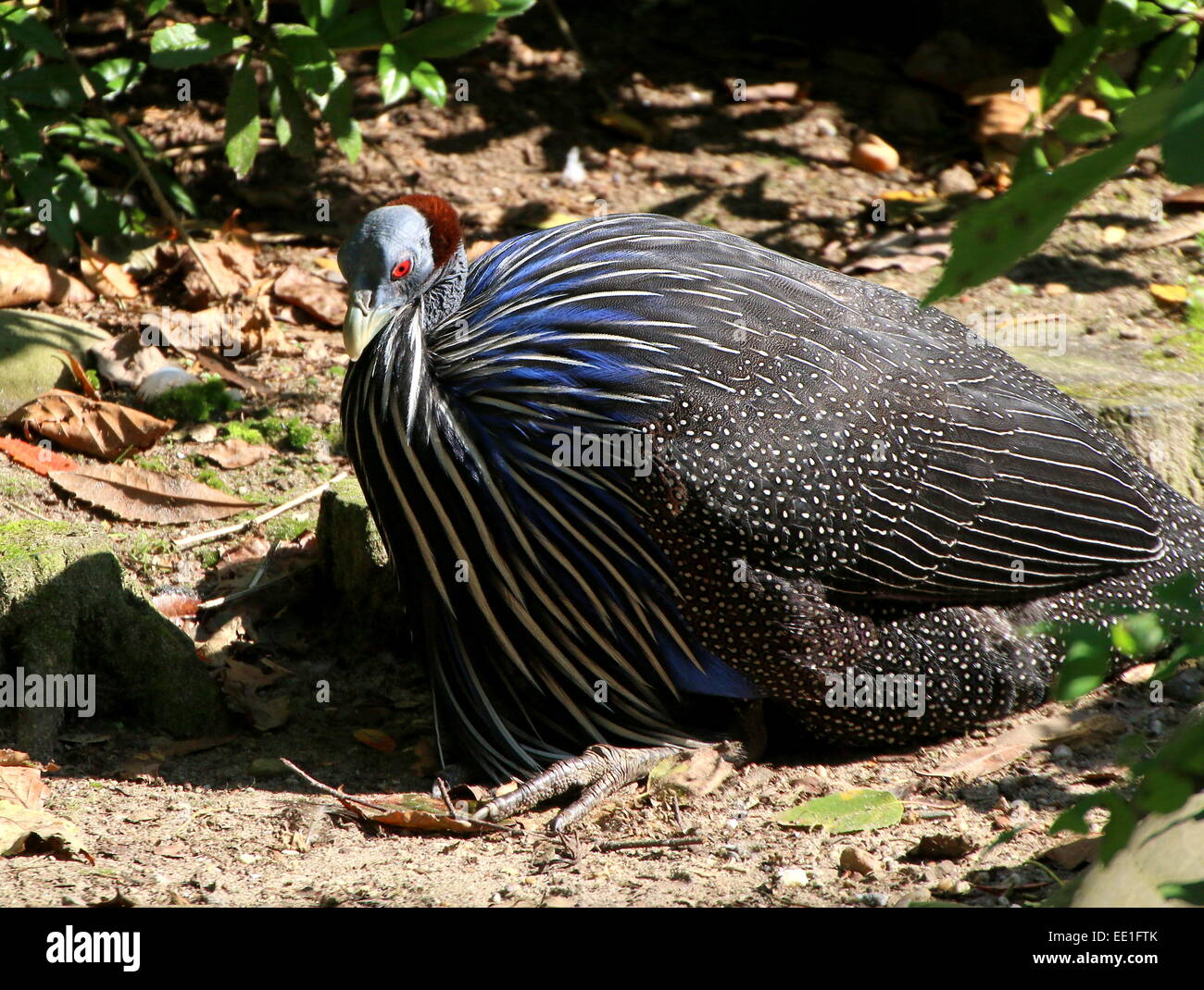 Pintade Vulturine High Resolution Stock Photography And Images Alamy