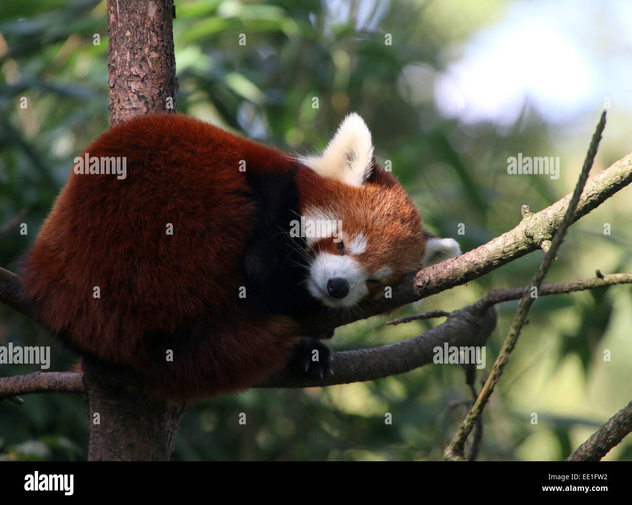 Drowsy Asian Red Panda (Ailurus fulgens) taking a nap in a tree. Stock Photo