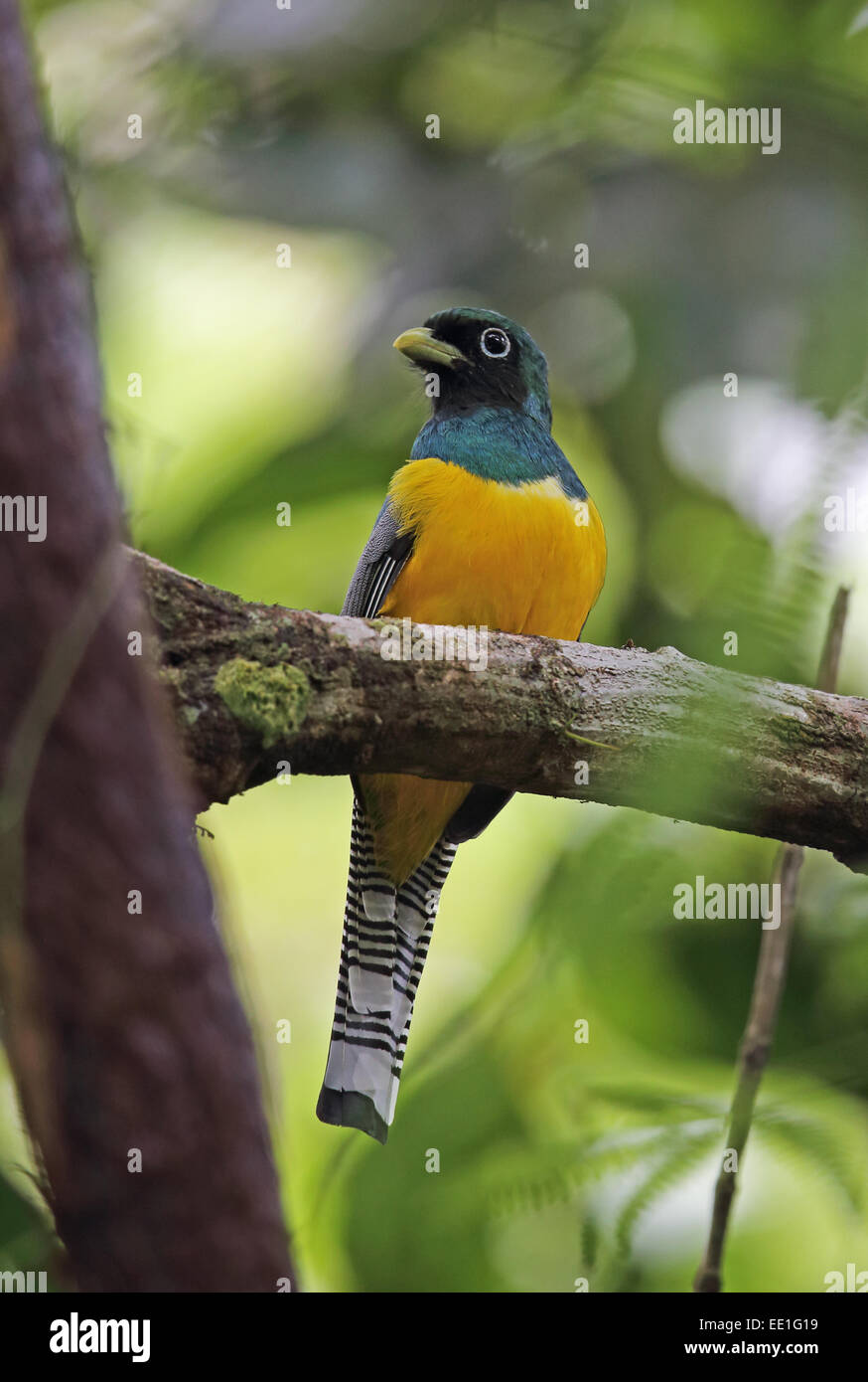 Black-throated Trogon (Trogon rufus tenellus) adult male, perched on branch, Rio Indio, Panama, October Stock Photo