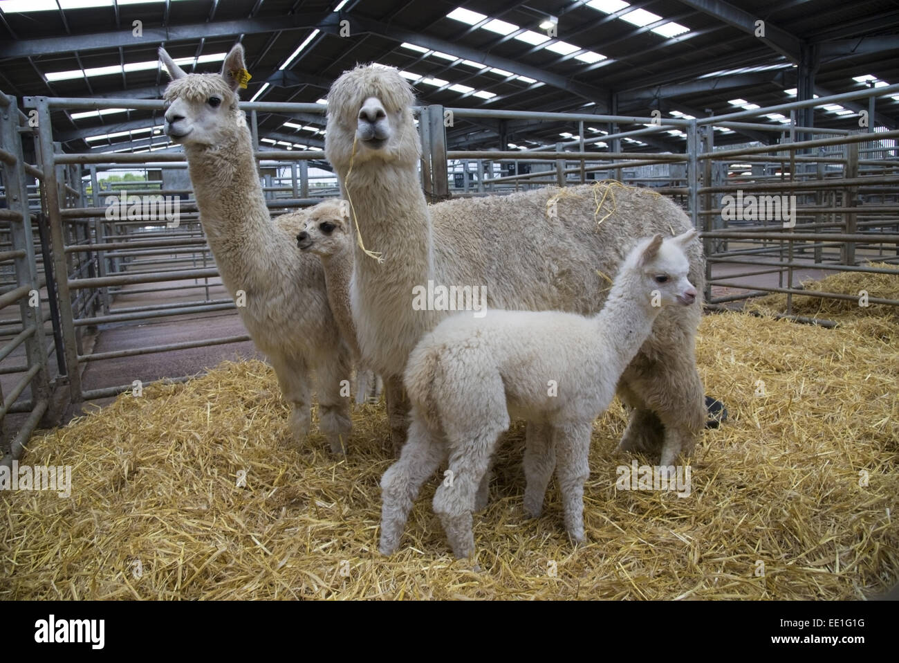 Alpaca (Lama pacos) two adults females with young, standing in straw