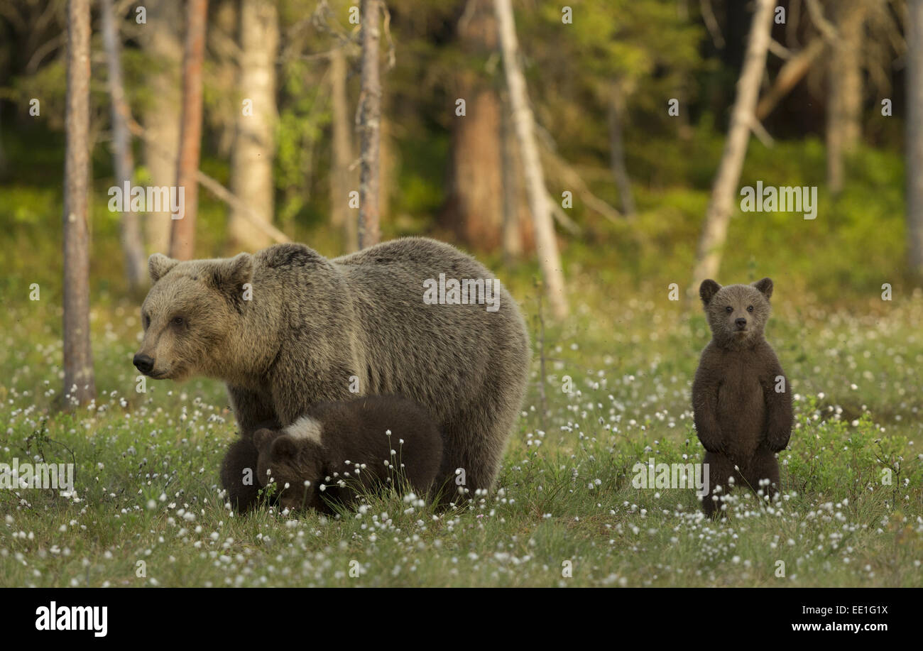 European Brown Bear (Ursus arctos arctos) adult female and three cubs ...