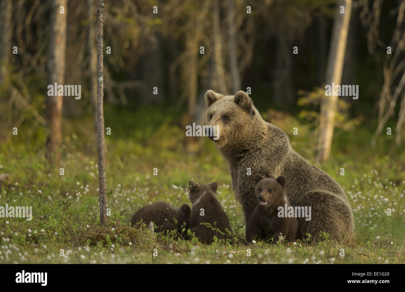 European Brown Bear (Ursus arctos arctos) adult female and three cubs ...