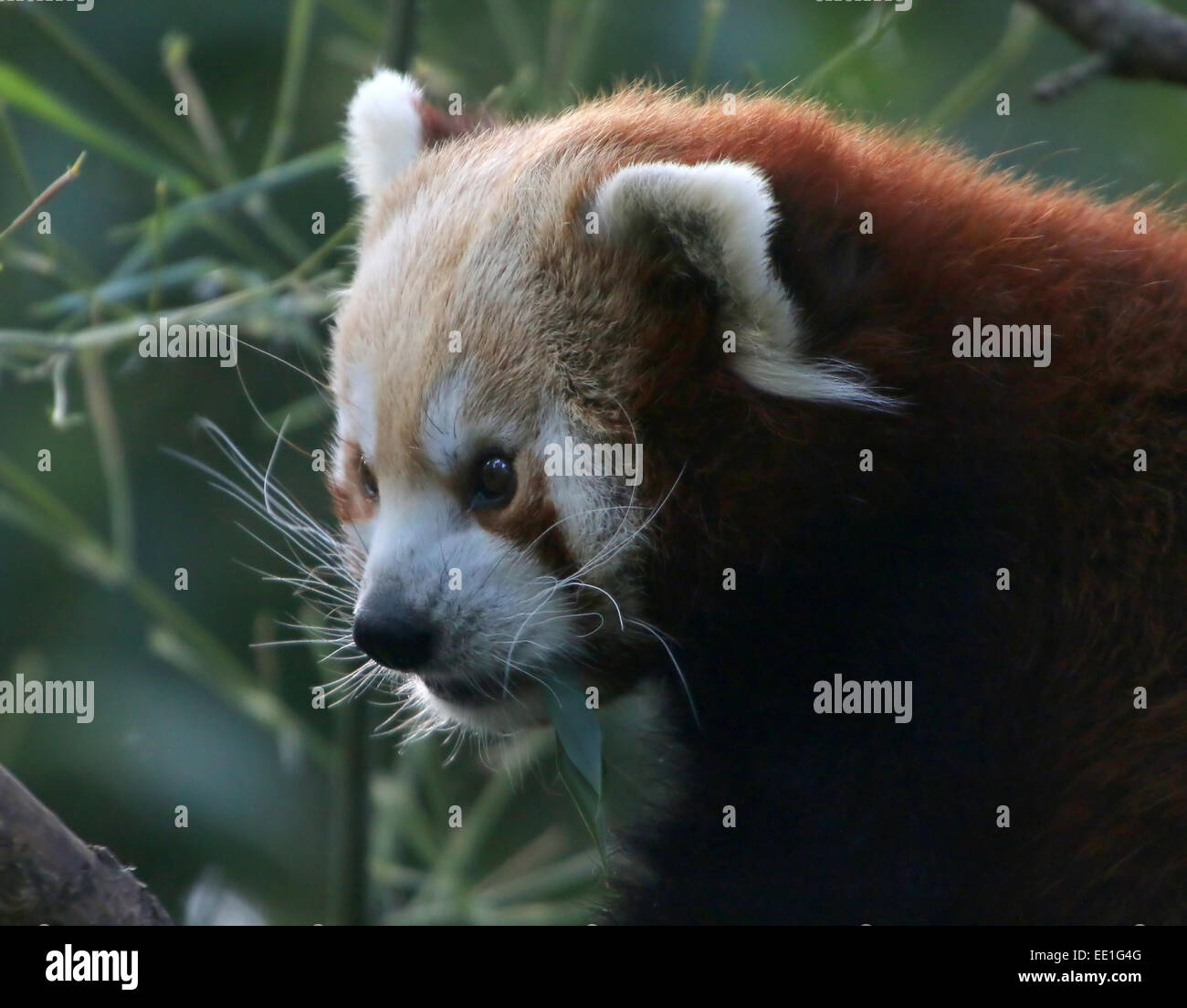 Close-up of the head of an Asian Red Panda (Ailurus fulgens) in a tree, chewing on leaves. Stock Photo
