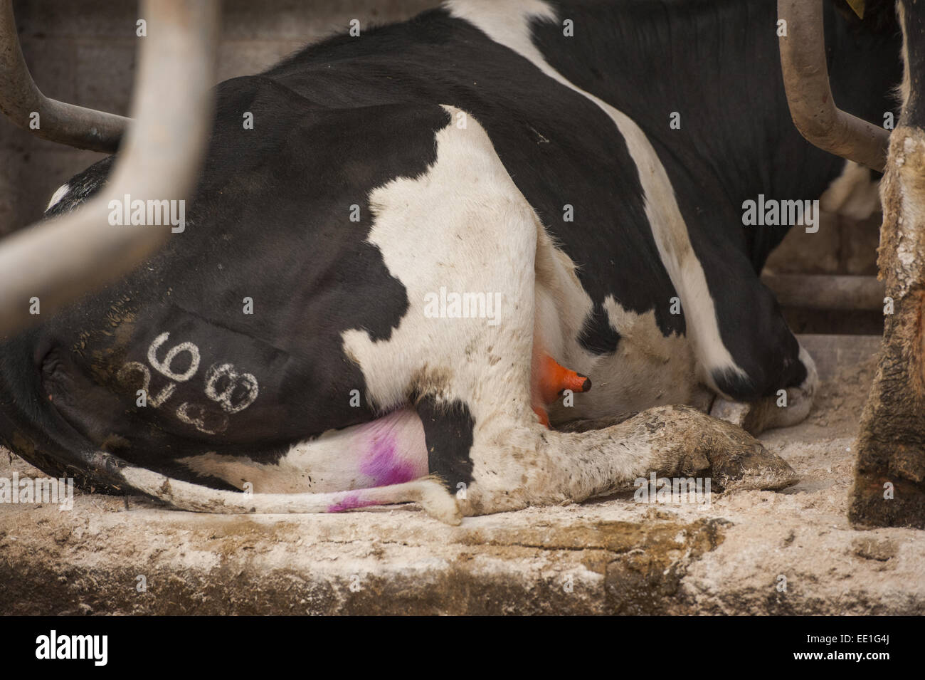 Milking cow uk hires stock photography and images Alamy
