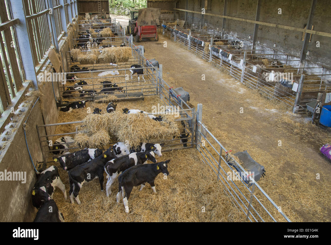 https://c8.alamy.com/comp/EE1G4K/domestic-cattle-dairy-calves-in-straw-pens-inside-shed-whitewell-lancashire-EE1G4K.jpg