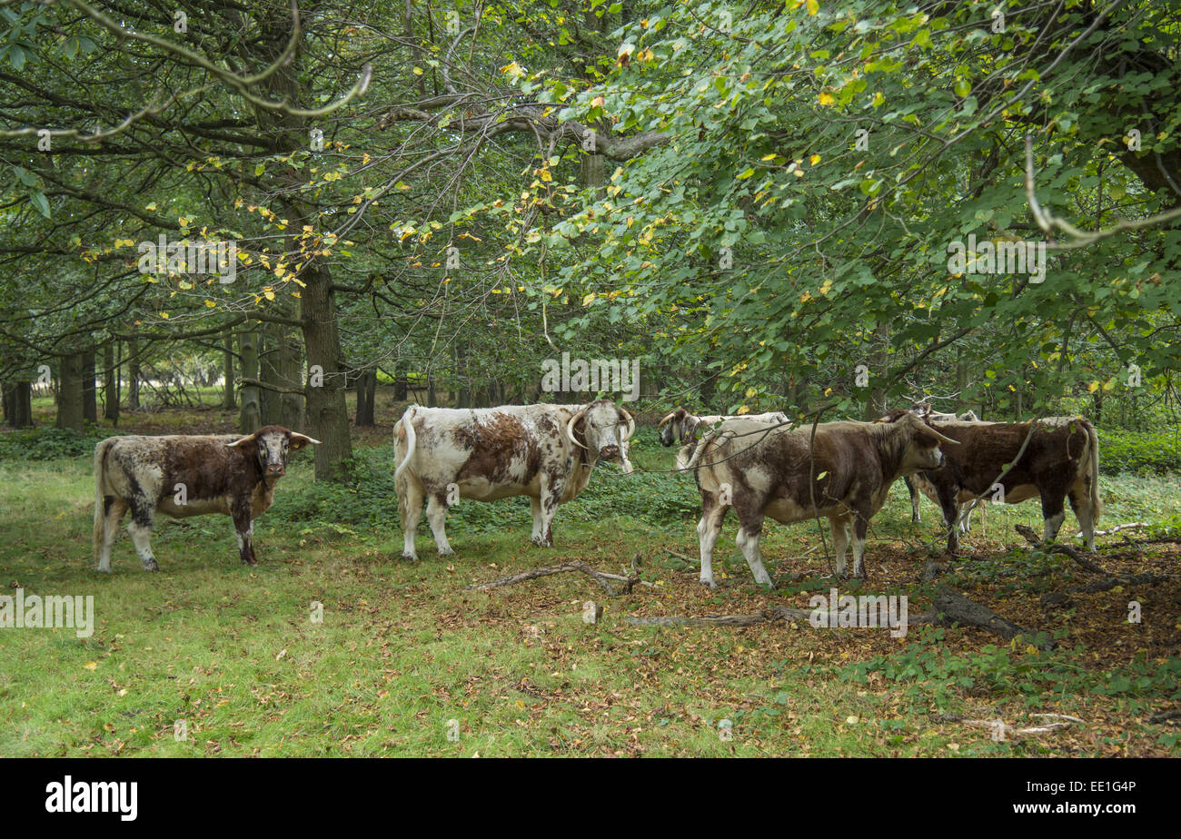 English longhorn cattle grazing hi-res stock photography and images - Alamy