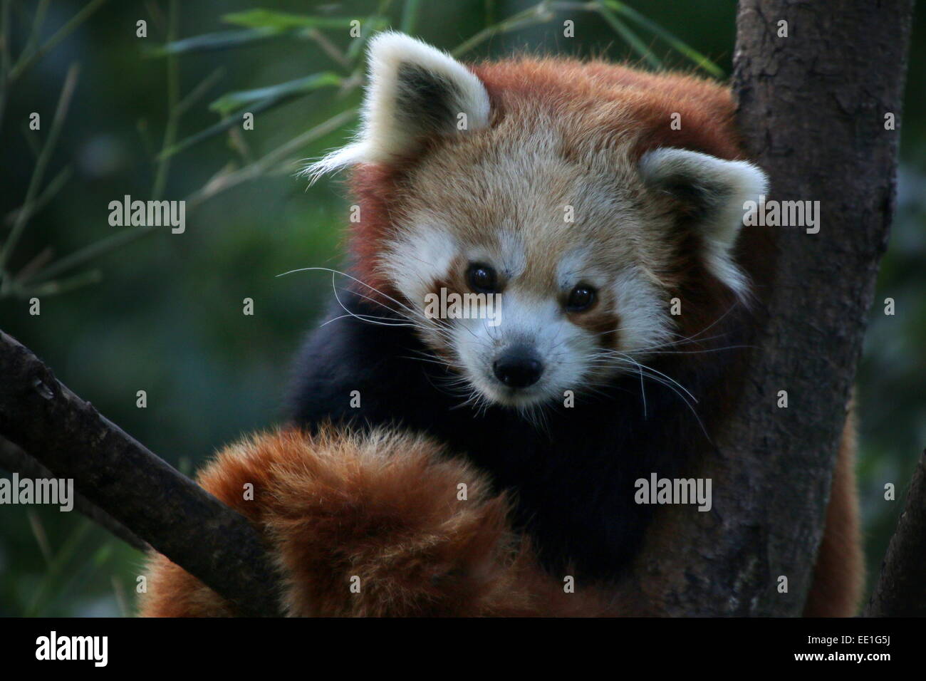 Alert Asian Red Panda (Ailurus fulgens) in a tree, facing camera Stock Photo