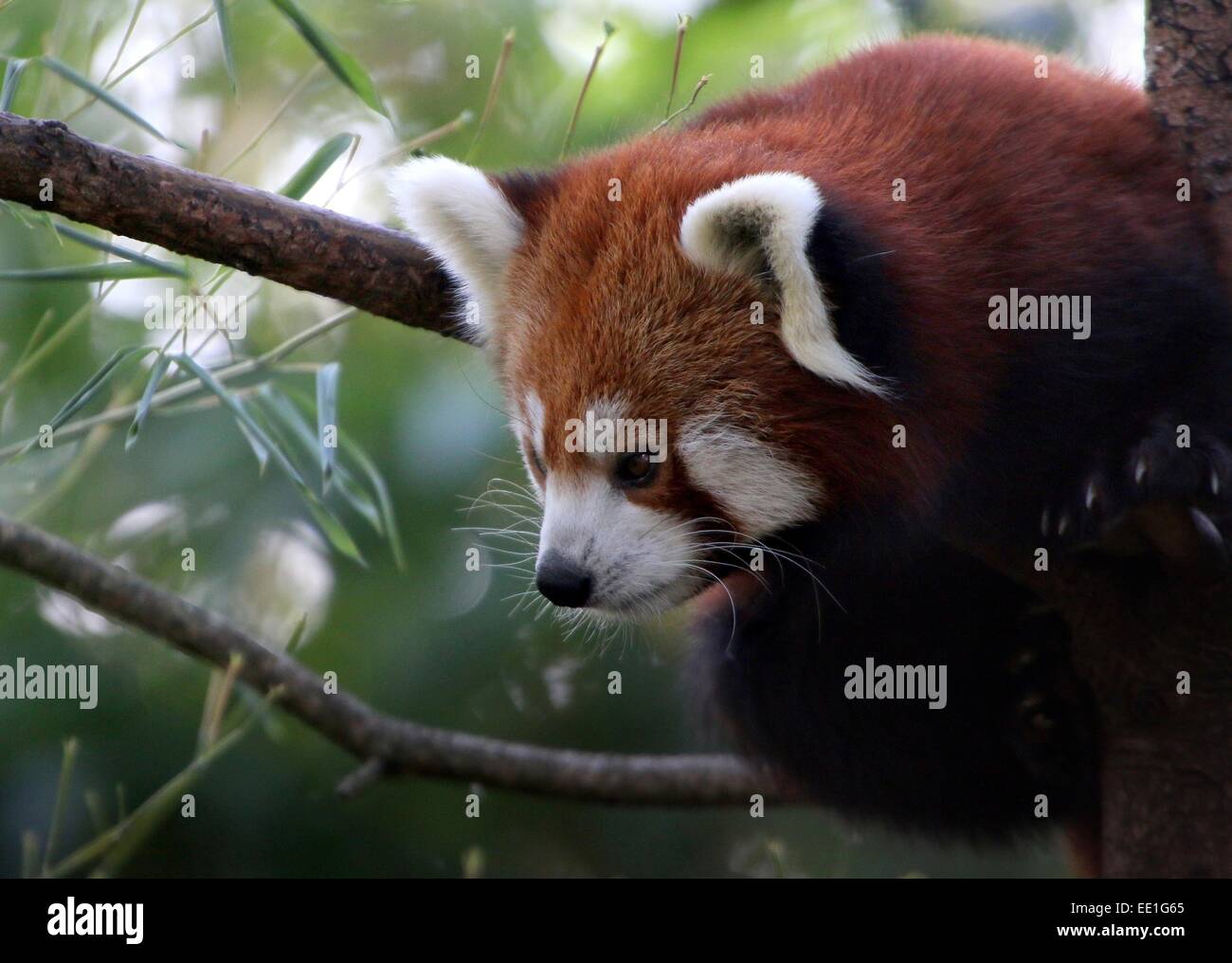 Close-up of an Asian Red or Lesser Panda (Ailurus fulgens) in a tree, seen in profile Stock Photo