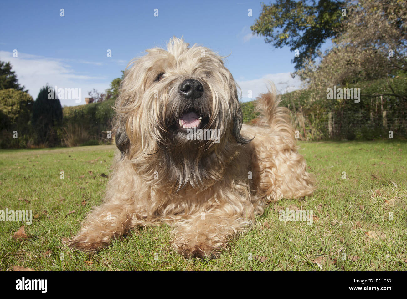 Soft coated wheaten terrier adult cheap