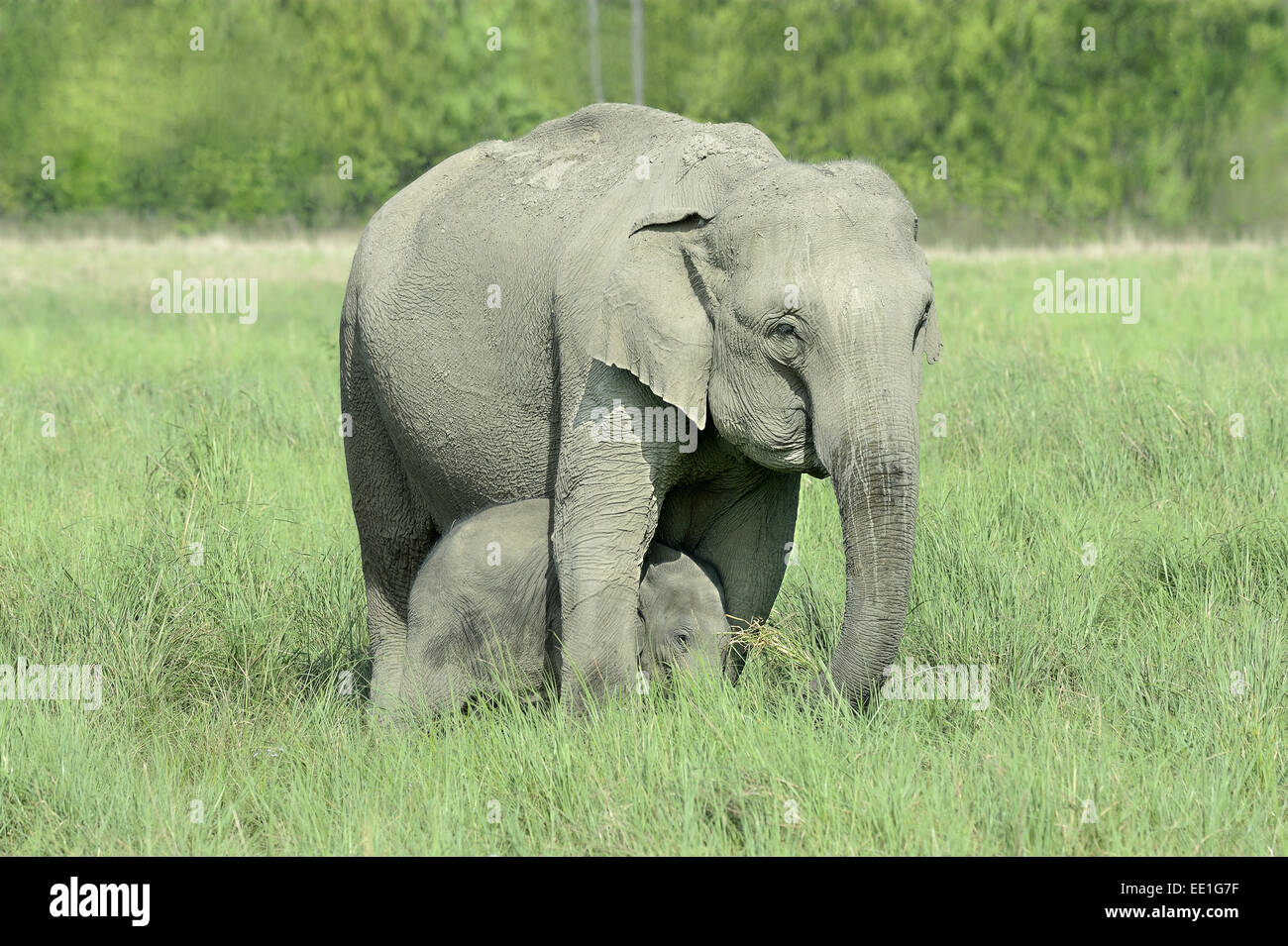 Asian Elephant (Elephas maximus indicus) adult female and calf, with calf protected between legs of adult female, standing in grassland, Jim Corbett N.P., Uttarkhand, India, May Stock Photo