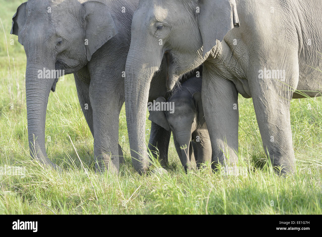 Asian Elephant (Elephas maximus indicus) two adult females and calf, with calf protected between adult females, standing in grassland, Jim Corbett N.P., Uttarkhand, India, May Stock Photo