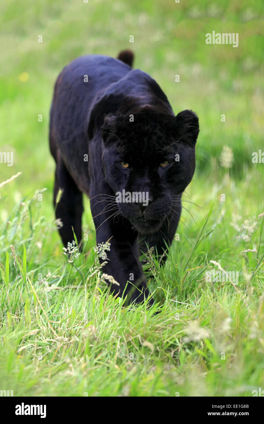 Jaguar (Panthera onca) 'Black Panther' melanistic form, adult, walking on grass, July (captive) Stock Photo