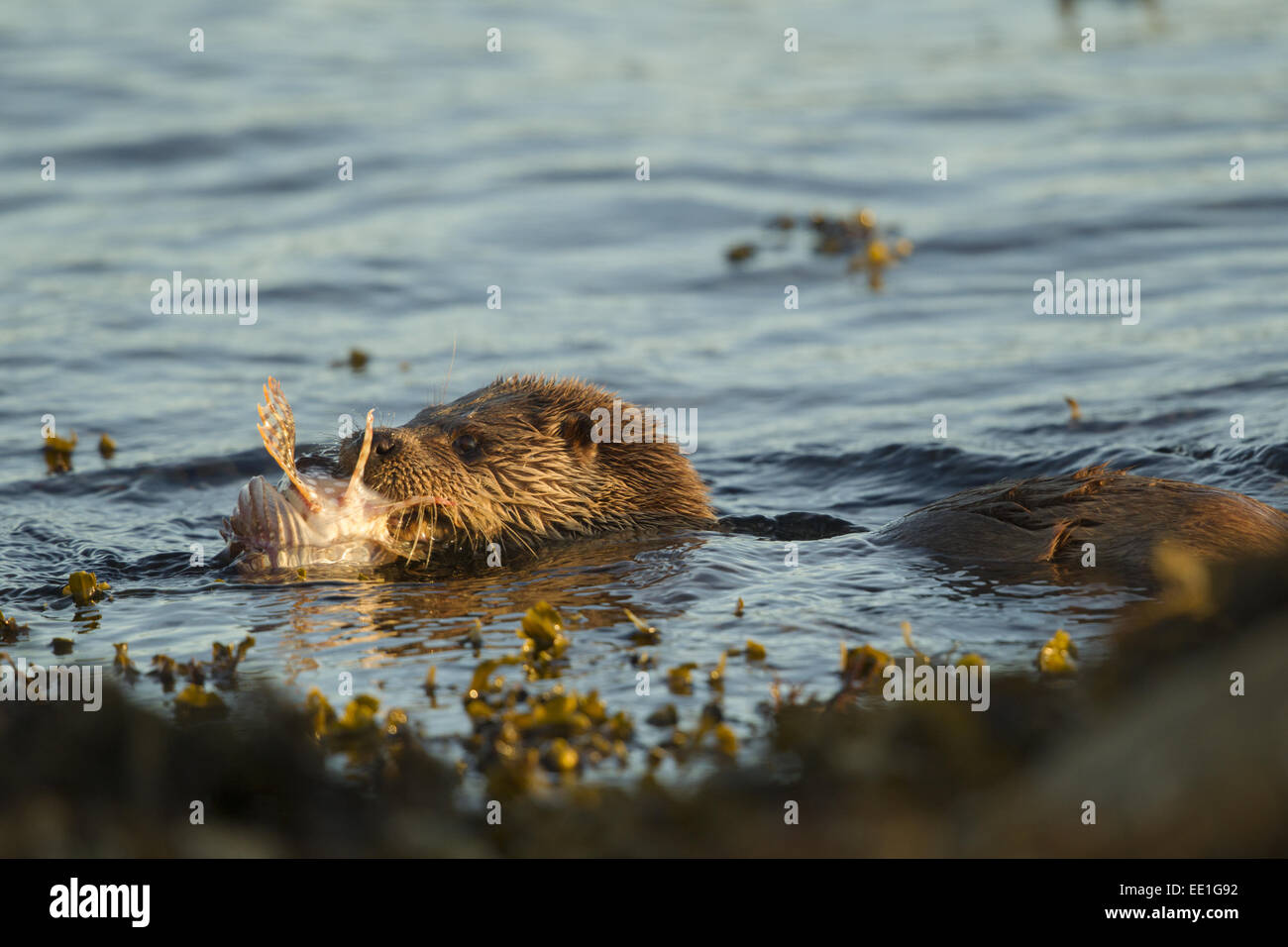 European Otter (Lutra lutra) adult female, feeding on Father Lasher (Myoxocephalus scorpius) in sea, Isle of Mull, Inner Hebrides, Scotland, September Stock Photo