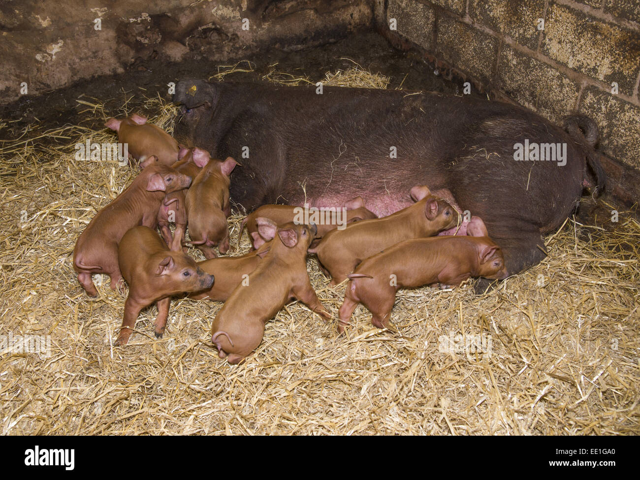 Domestic Pig, Duroc, sow and piglets, on straw bedding, Chester, Cheshire, England, October Stock Photo