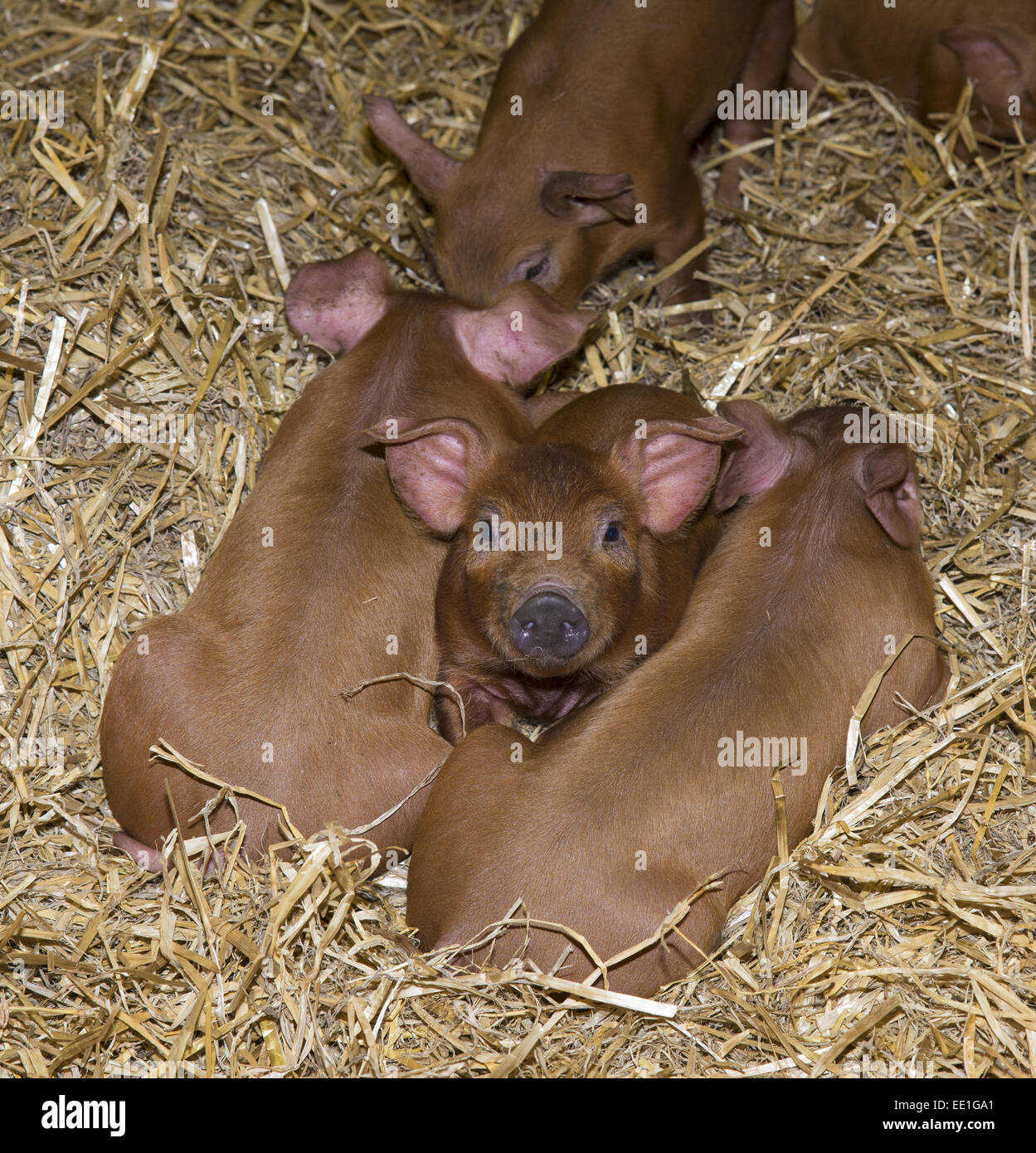 Domestic Pig, Duroc, piglets, laying on straw bedding, Chester, Cheshire, England, October Stock Photo