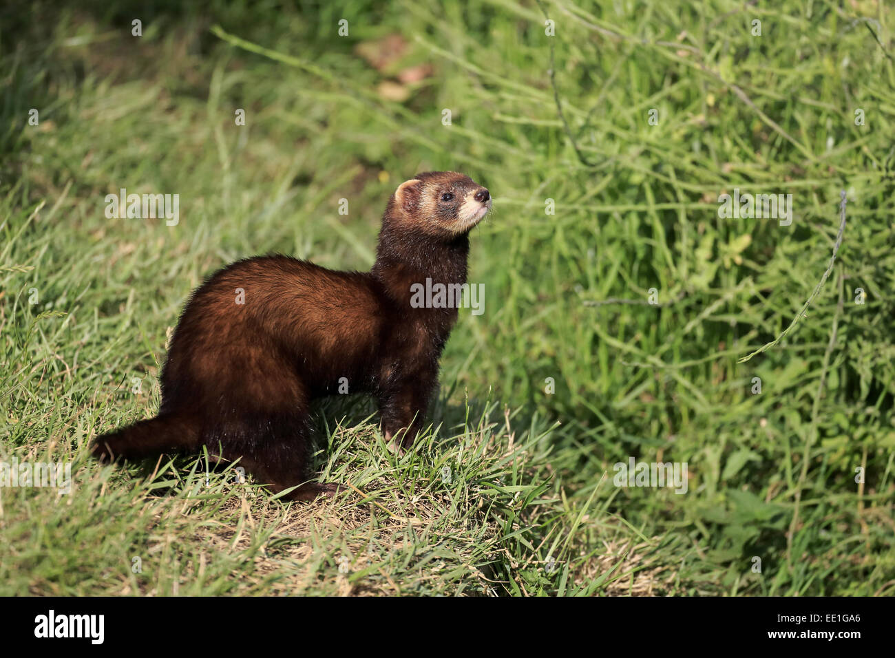 Polecat in grass hi-res stock photography and images - Alamy