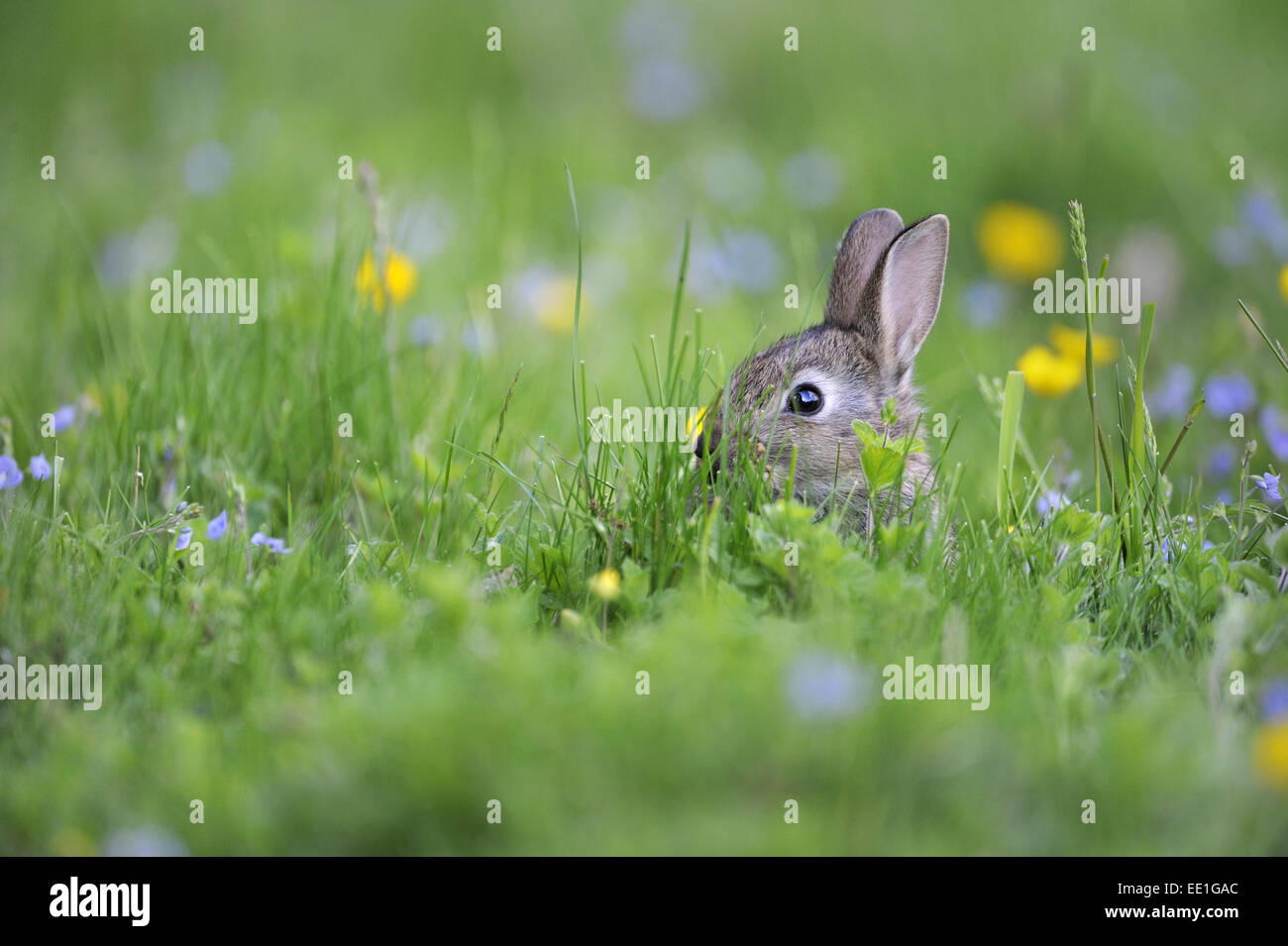 European Rabbit (Oryctolagus cuniculus) young, hiding amongst grass in ...