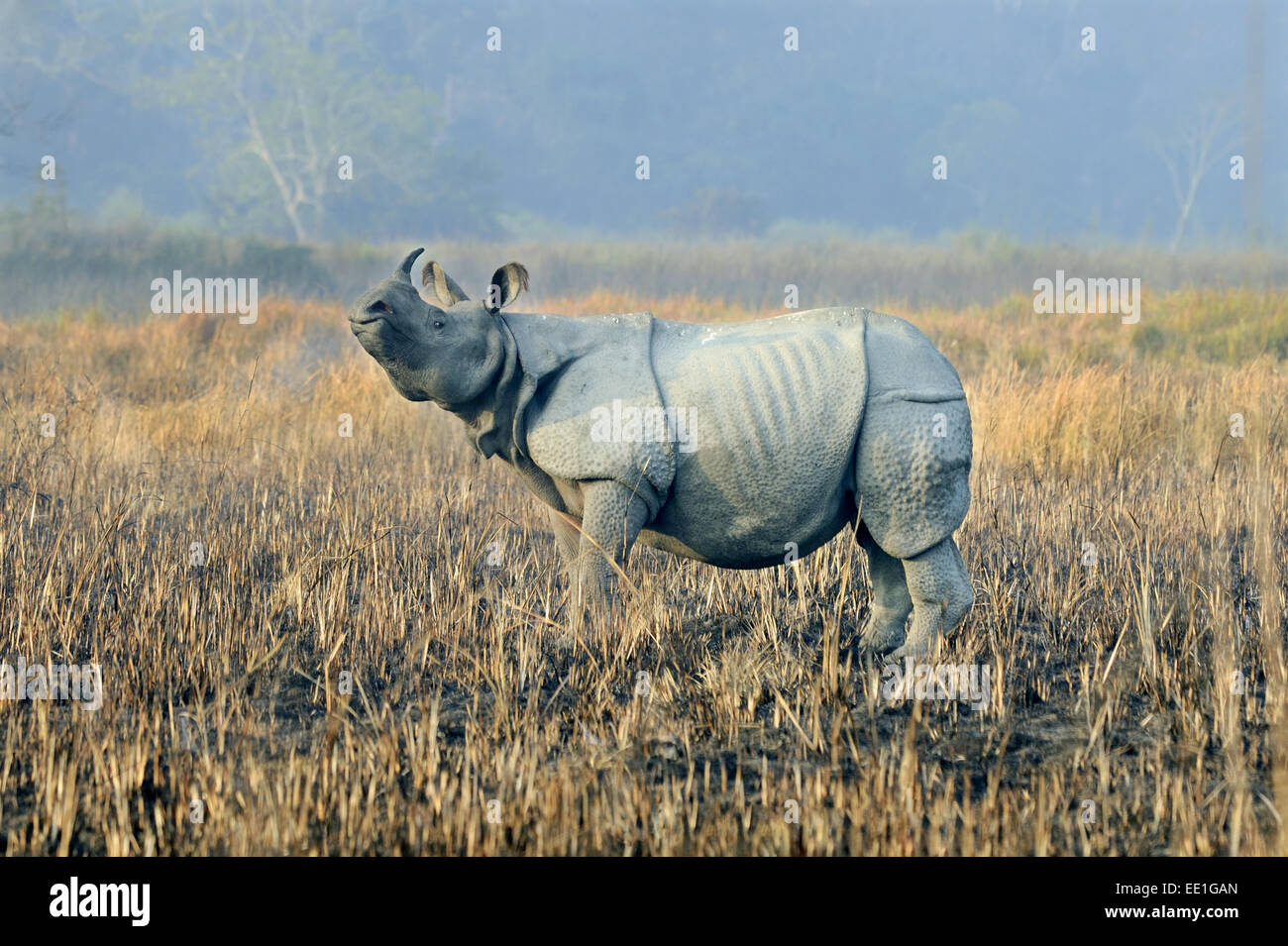 Indian Rhinoceros (Rhinoceros unicornis) adult, standing in burnt grassland at dawn, Kaziranga N.P., Assam, India, January Stock Photo