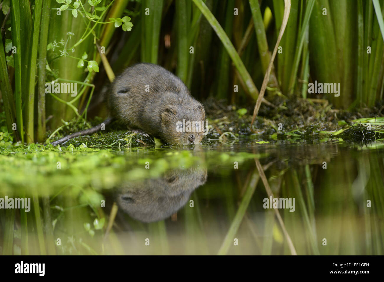 Water Vole (Arvicola amphibius) adult, standing at edge of water, Kent, England, September Stock Photo