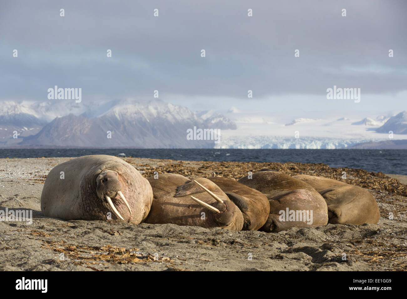 Atlantic Walrus (Odobenus rosmarus rosmarus) five adults, resting on beach, Poolepynten, Prins Karls Forland, Forlandet N.P., Svalbard, September Stock Photo