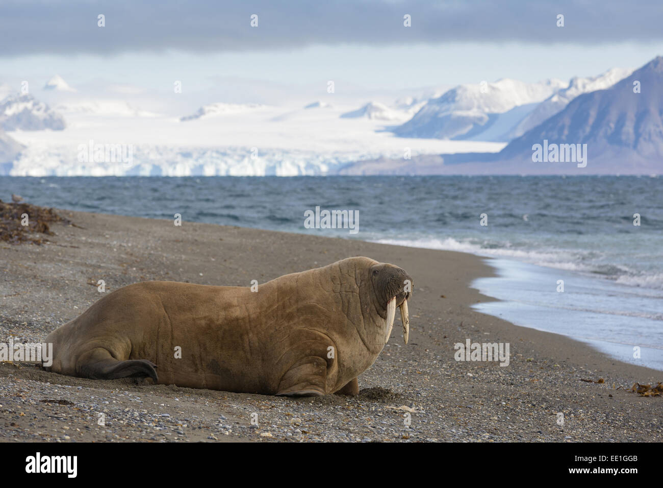 Atlantic Walrus (Odobenus rosmarus rosmarus) adult, moving on beach, Poolepynten, Prins Karls Forland, Forlandet N.P., Svalbard, September Stock Photo