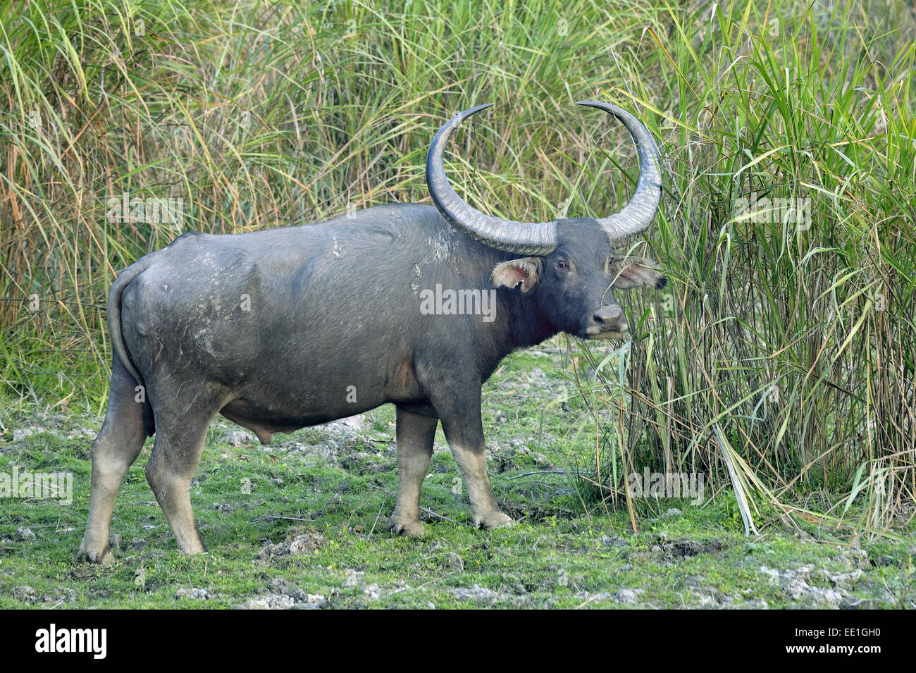 Wild Water Buffalo (Bubalus arnee) adult male, standing in grassland, Kaziranga N.P., Assam, India, January Stock Photo