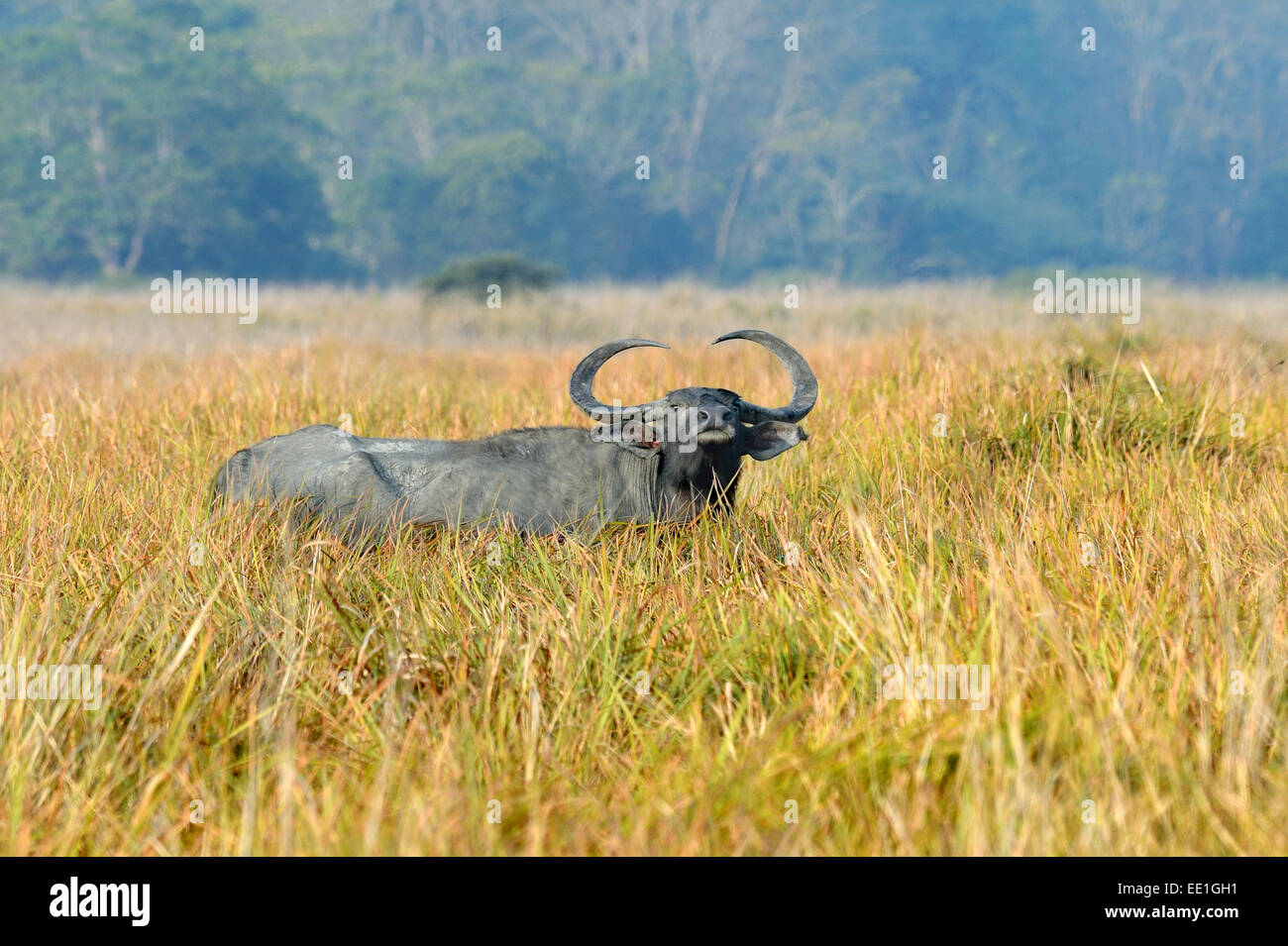Wild Water Buffalo (Bubalus arnee) adult, resting in grassland, Kaziranga N.P., Assam, India, January Stock Photo