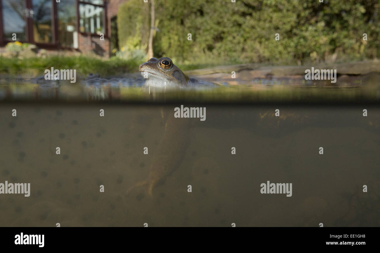 Common Frog (Rana temporaria) adult, spawning in garden pond, Yorkshire, England, March Stock Photo