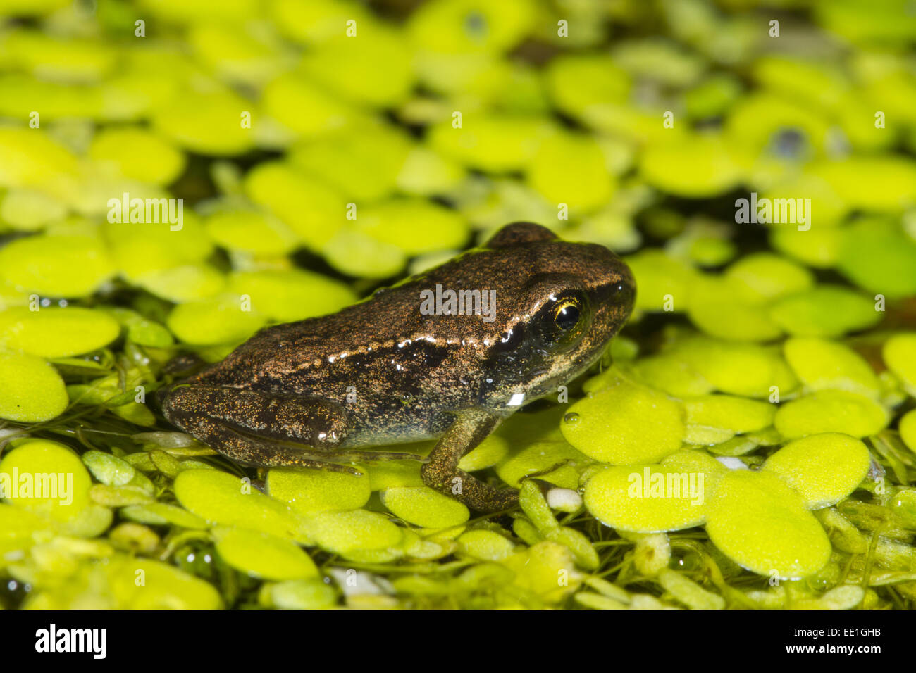 Common Frog (Rana temporaria) froglet, on Duckweed (Lemna sp.) in